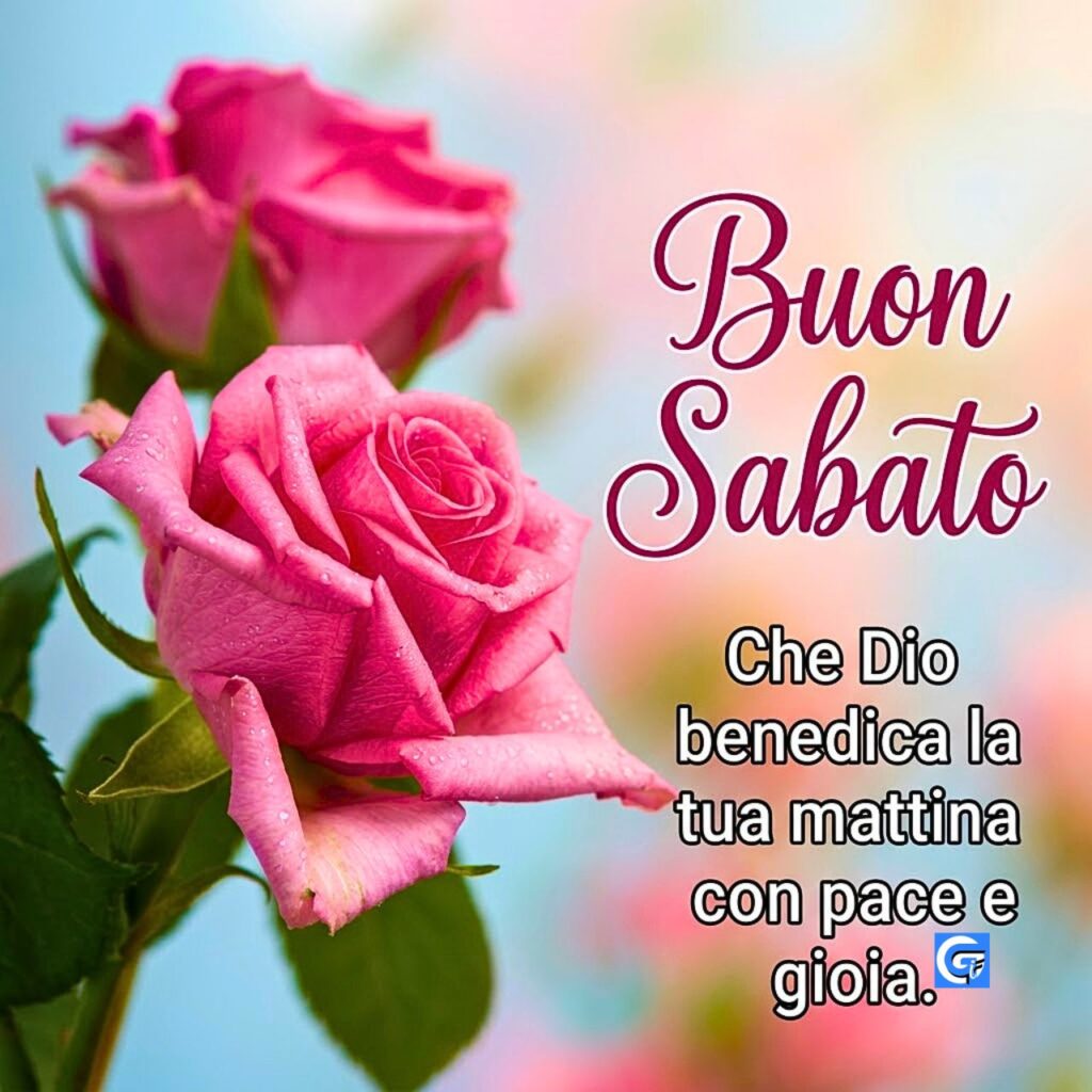 Bellissima rosa rossa per augurare buon sabato