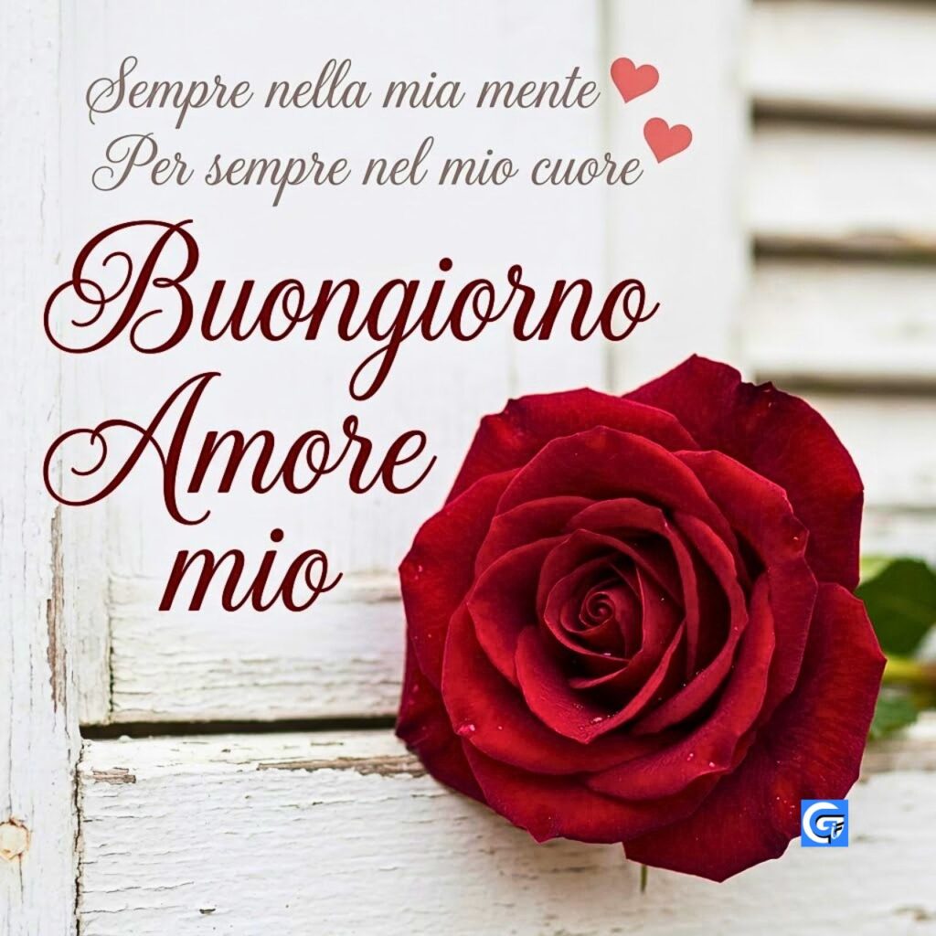Rosa rossa su persiane bianche con testo "Buongiorno Amore mio" e cuori.