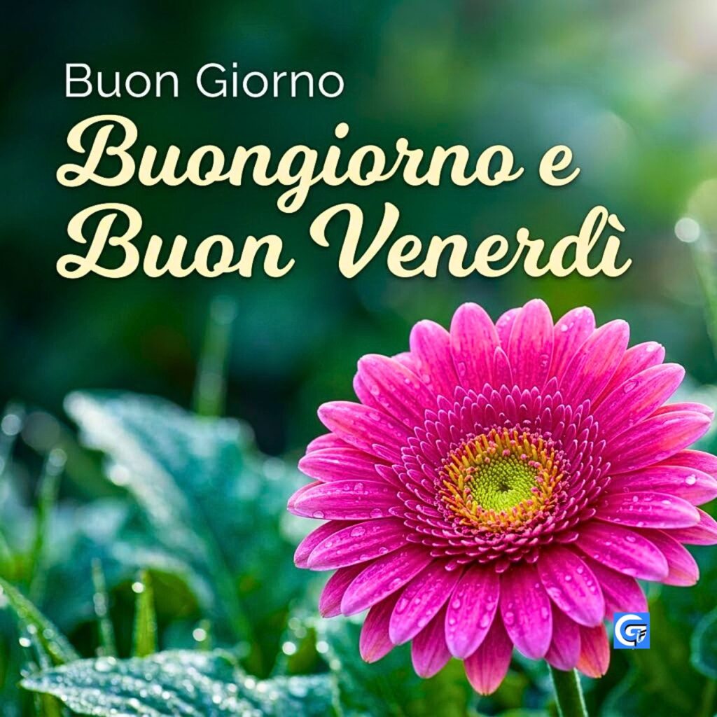 Primo piano di fiore Gerbera rosa con scritte Buon Giorno e Buongiorno e Buon Venerd&igrave;.