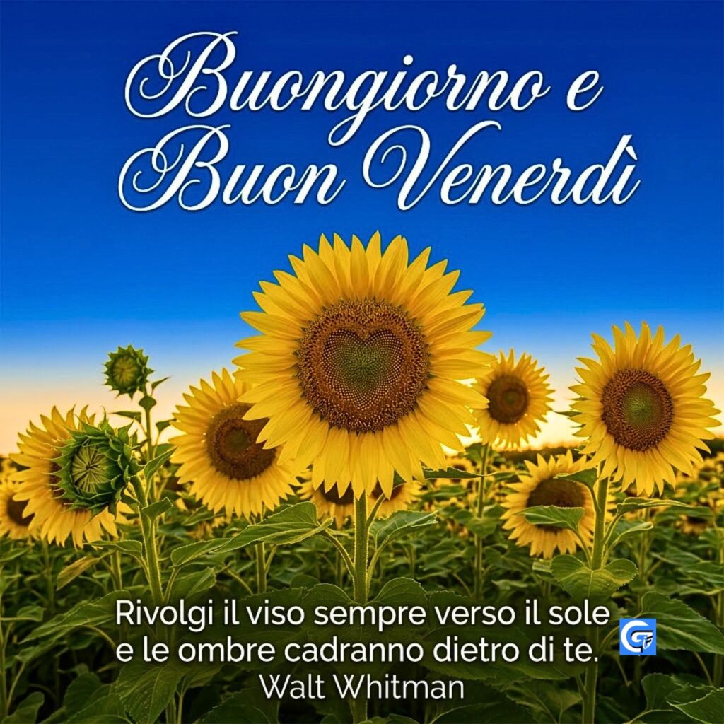 Girasoli con cuore e testo Buongiorno e Buon Venerd&igrave; sotto cielo blu cobalt.
