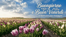 Campo di tulipani viola e bianchi sotto cielo blu con testo Buongiorno e Buon Venerd&igrave;.