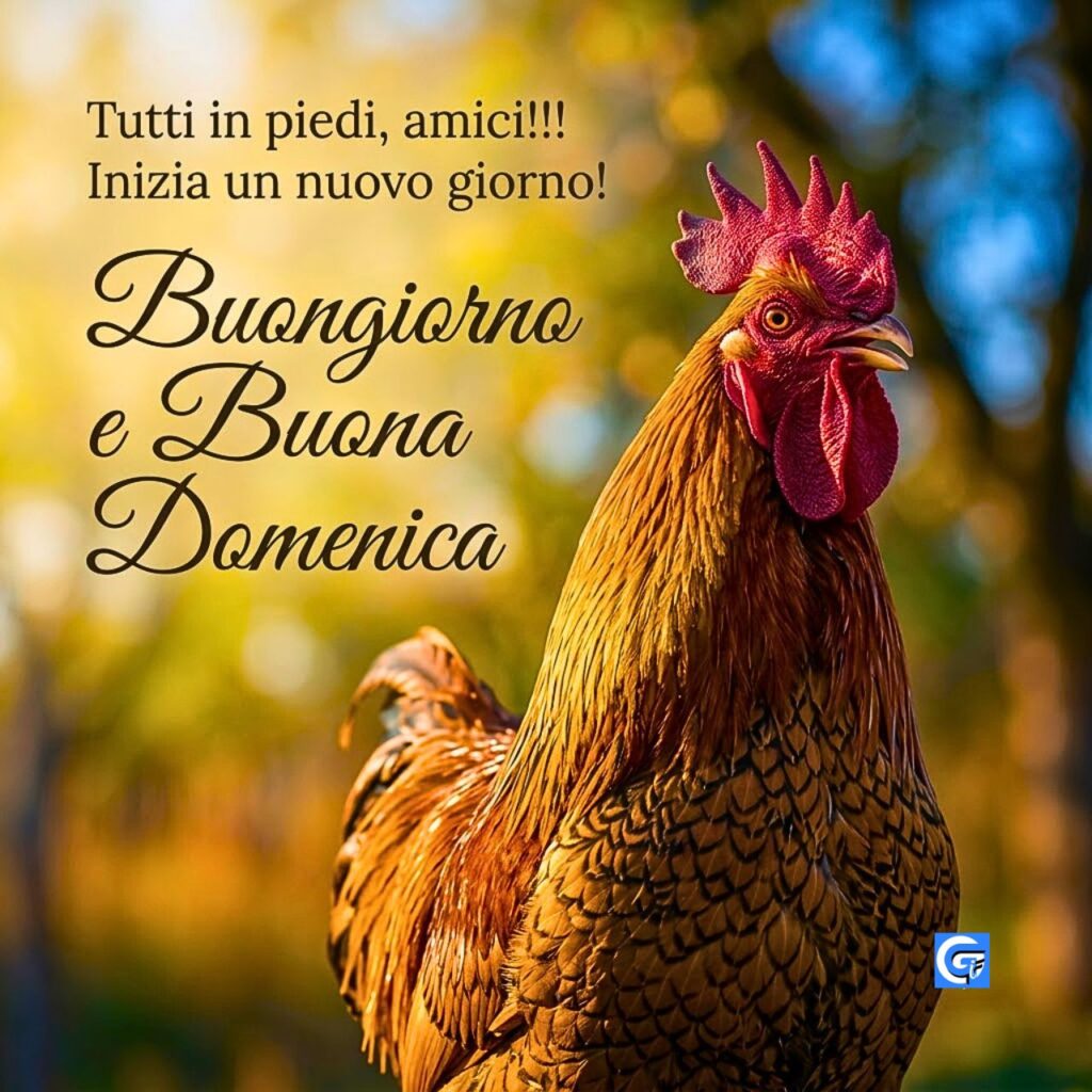 Gallo dorato Wyandotte in primo piano con testo Buongiorno e Buona Domenica.
