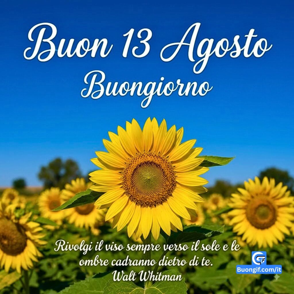 Una foto ravvicinata di un girasole in un campo con la scritta Buon 13 Agosto.