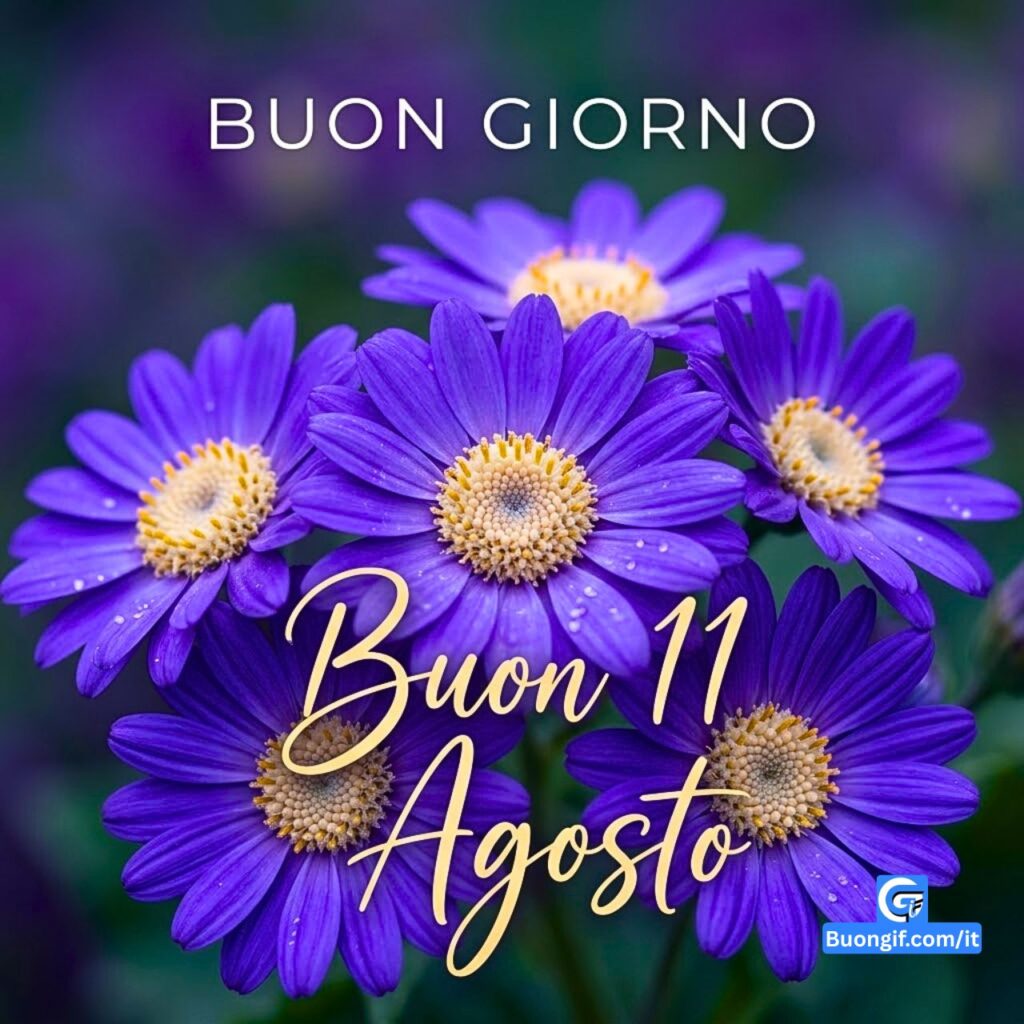Cluster di margherite Osteospermum viola e crema con testo BUON GIORNO e Buon 11 Agosto.