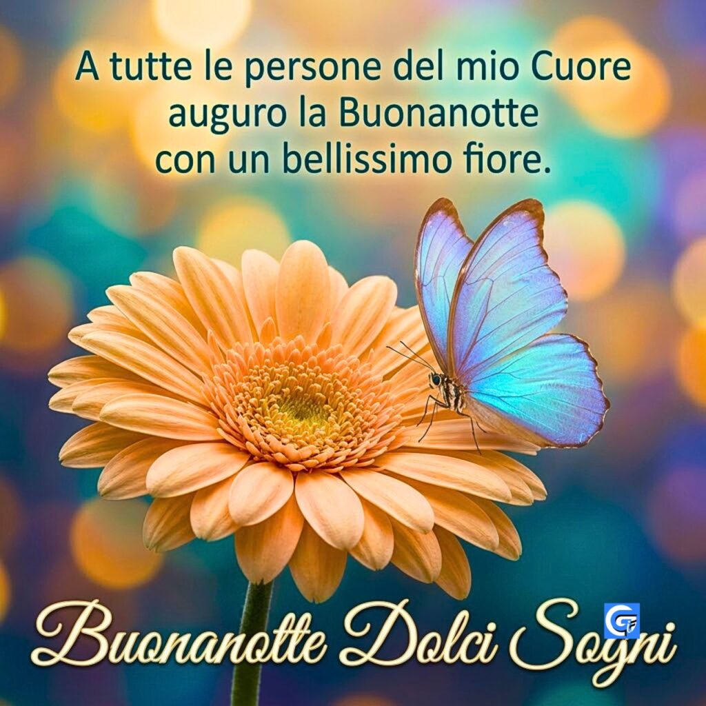 Macro foto di farfalla blu su fiore gerbera pesca con testo italiano Buonanotte Dolci Sogni.