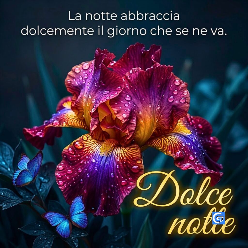 Un fiore iris viola, farfalle blu, rugiada e la scritta "Dolce notte".