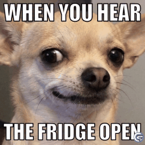 Funny Chihuahua meme GIF showing a tiny dog shaking with attitude and dramatic expression, perfect small dog reaction meme