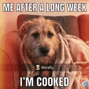 Funny cooked dog reaction meme GIF showing a defeated dog expression used as a viral “bro is cooked” internet meme reaction