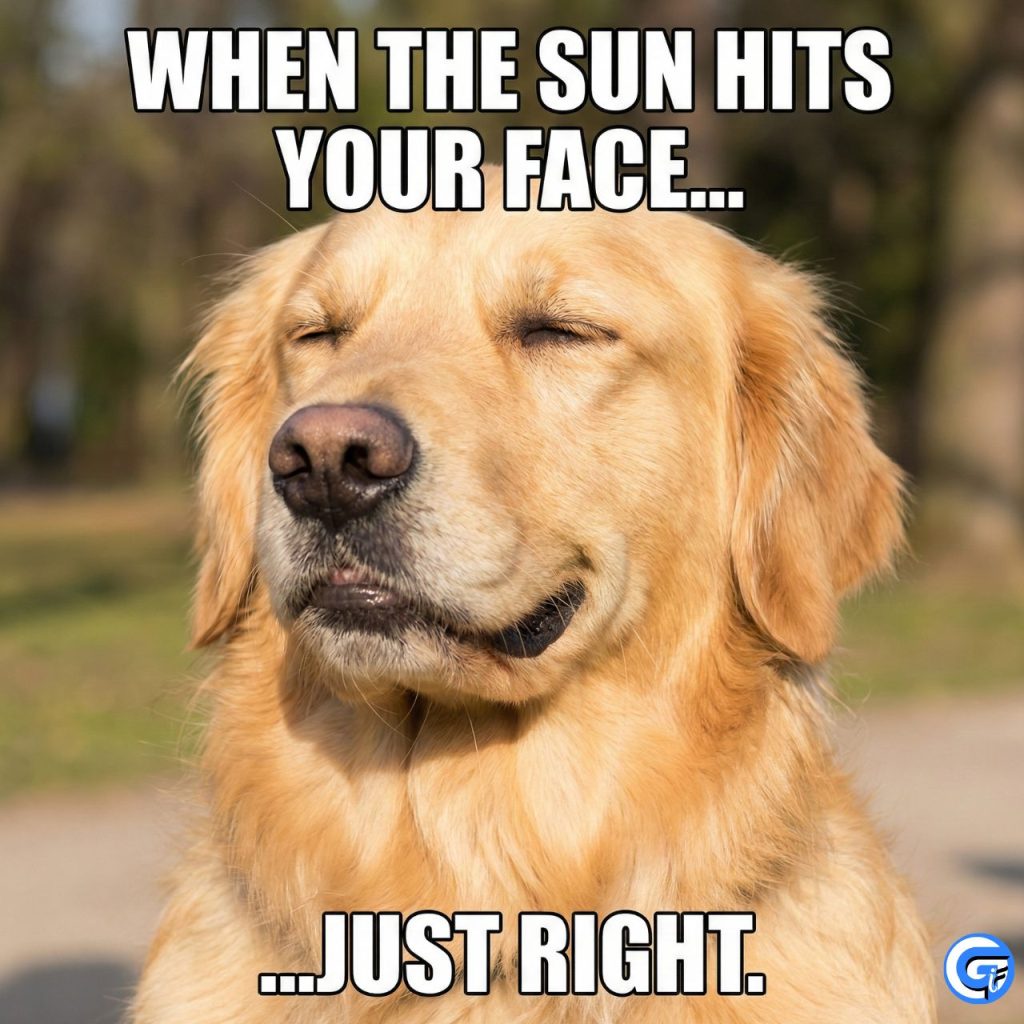 dog-eyes-closed-meme-gifs-4k-templates-when-you-re-just-done-with