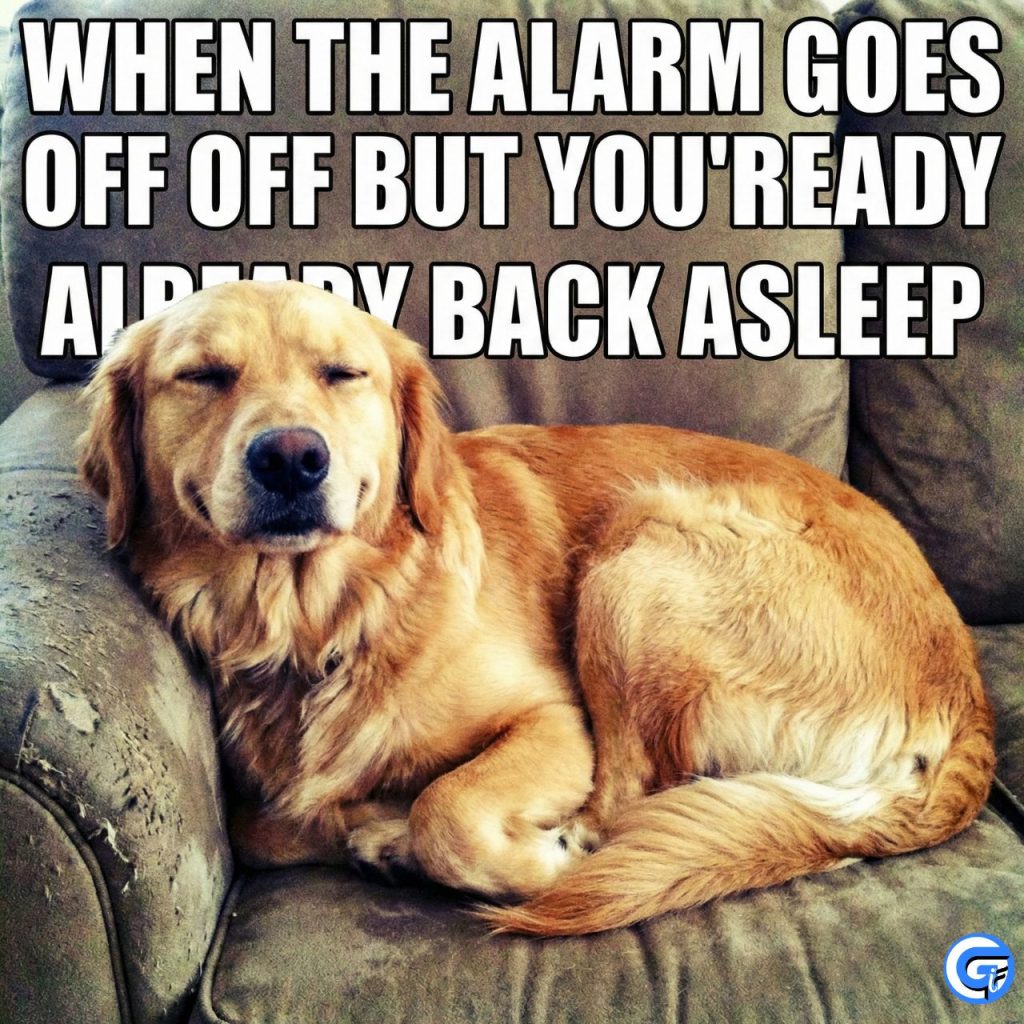 dog-eyes-closed-meme-gifs-4k-templates-when-you-re-just-done-with