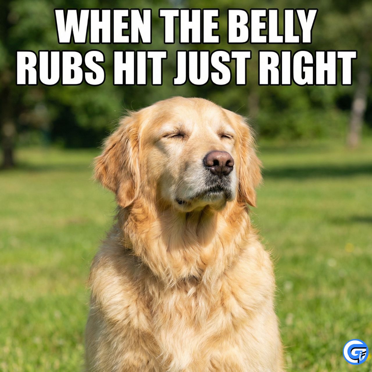dog-eyes-closed-meme-gifs-4k-templates-when-you-re-just-done-with