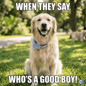 Smiling dog meme GIF in HD quality with funny happy expression