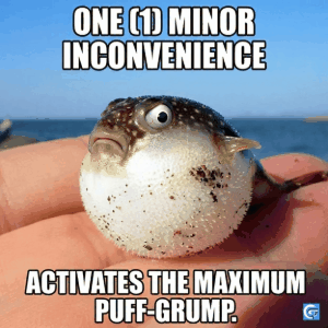 Funny puffer fish meme GIF showing an inflated pufferfish reaction, HD meme image perfect for expressing panic, stress, and hilarious emotions