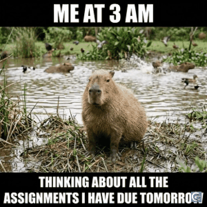 funny capybara meme template hd images and gifs showing calm capybara reactions for relatable and viral meme content