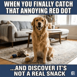 Golden Retriever meme template showing a happy energetic dog with funny expressions perfect for relatable and wholesome meme captions in HD and GIF format