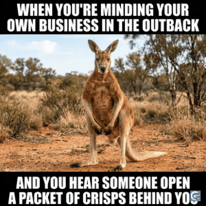 funny kangaroo meme template with boxing kangaroo expression viral gif hd image for relatable and savage meme content