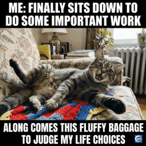 silly cat meme templates hd images and gifs with funny expressions perfect for relatable and viral meme content