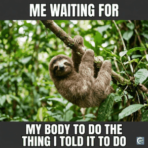 funny sloth meme template with lazy expression perfect for procrastination jokes and relatable humor gifs and hd images